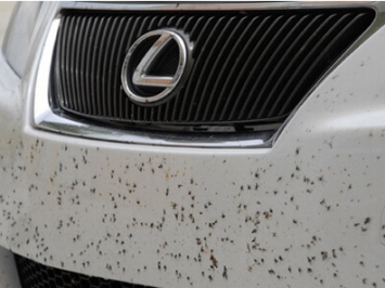 TẨY NHỰA ĐƯỜNG, BỤI SƠN TRÊN Ô TÔ